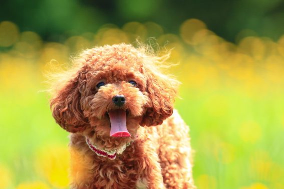 花畑に囲まれた犬
