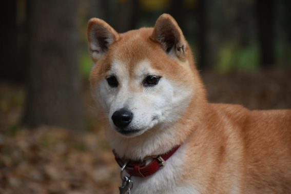 江戸川区を散歩中の柴犬