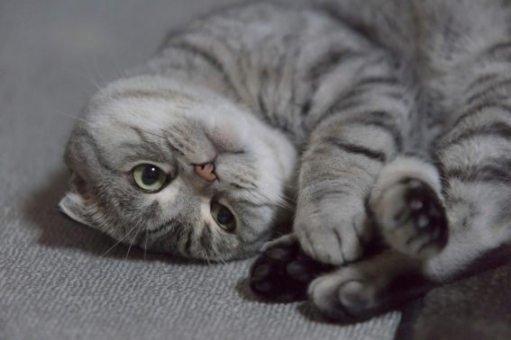丸くなる猫