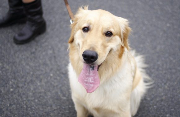 散歩が大好きな大型犬