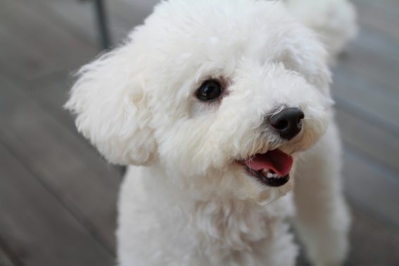 白い犬