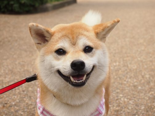 散歩好きな犬