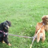 楽しく散歩する多頭の犬