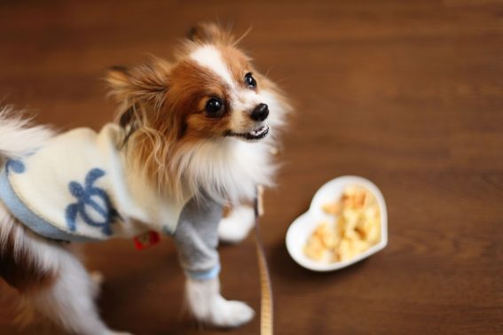 ドッグカフェと犬