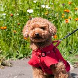 洋服を着て散歩する犬