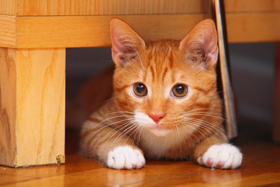 狭い場所が好きな猫
