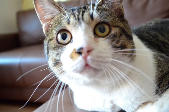 様子をうかがう猫