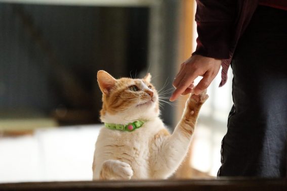 飼い主が気になる猫