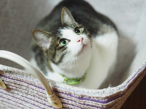 かごに入る猫