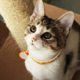 キャットタワーに乗る猫