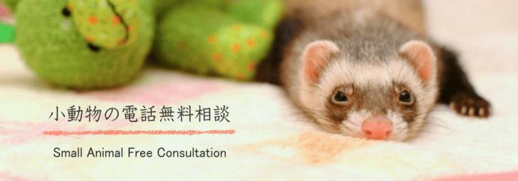 プロのペットシッターによる小動物の無料電話相談