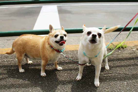 仲良しなチワワ