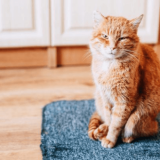 愛猫のお留守番をより快適・安全にする、3つのサービスとは?