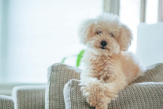 愛犬のもしもの為に