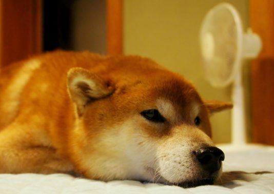 和室にいる柴犬