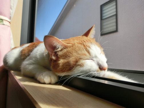 窓辺で眠る猫