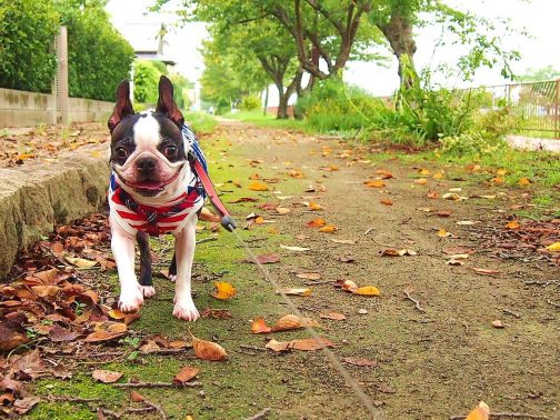 愛犬のお散歩コースを増やし、より快適なペットライフを!