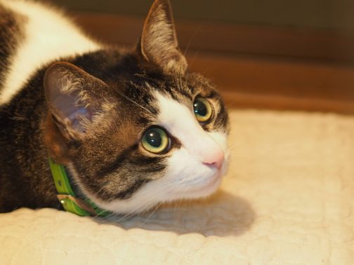 我が家の猫の為にも