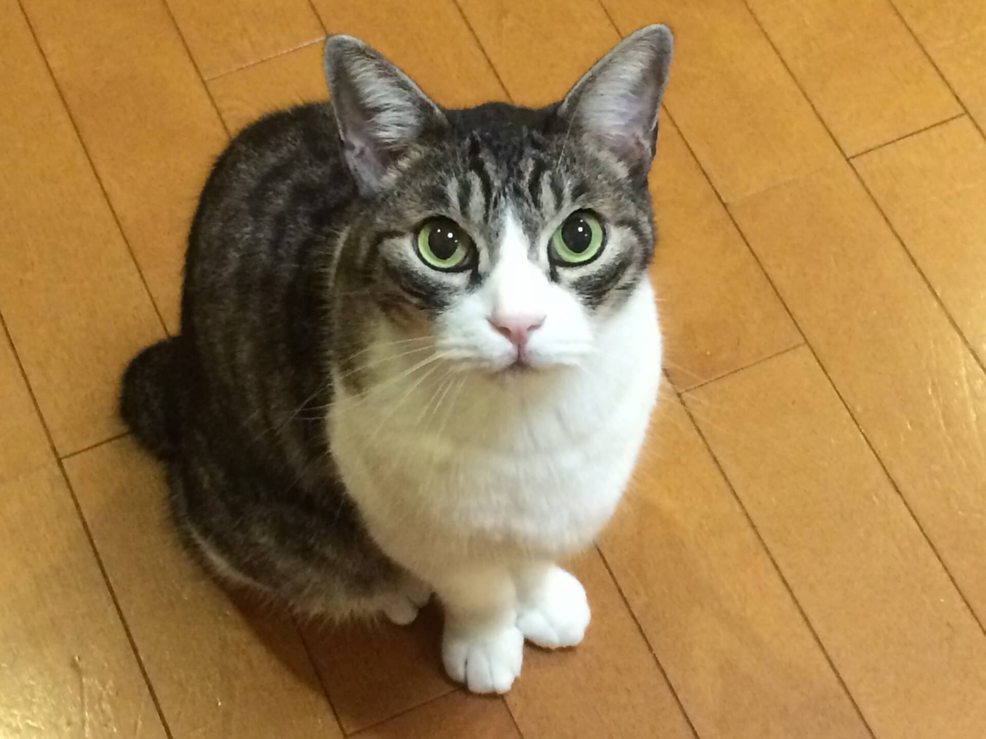 こちらを観察する猫