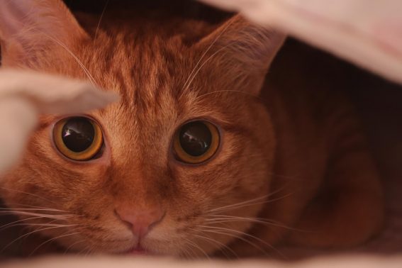 隠れている猫