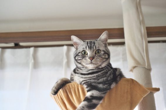 キャットタワーと猫