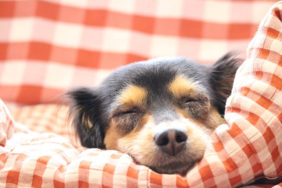 ゆっくり休む犬
