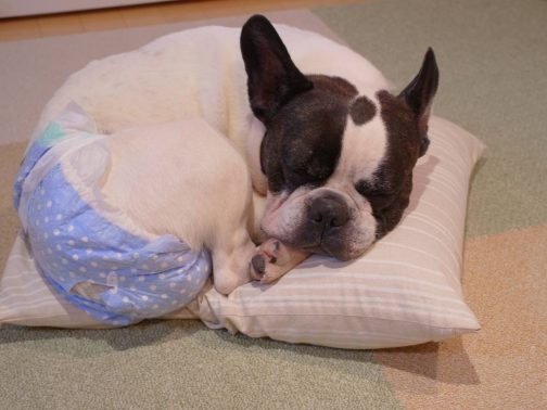 すやすや眠る老犬