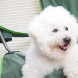 椅子の上にいる老犬