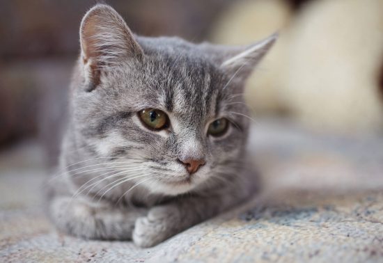 床に寝そべる猫