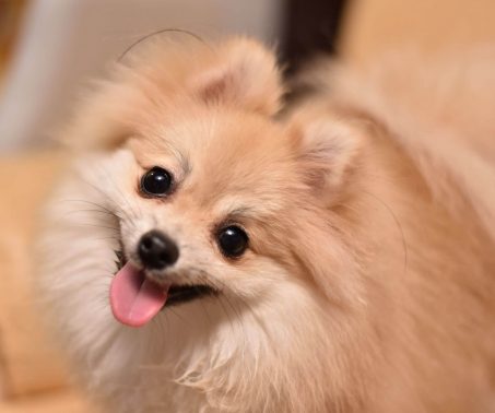 みつめるポメラニアン