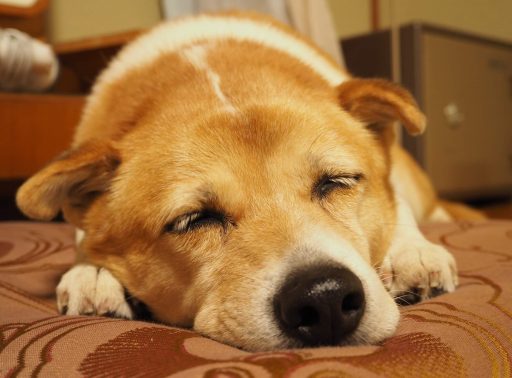 眠っている犬