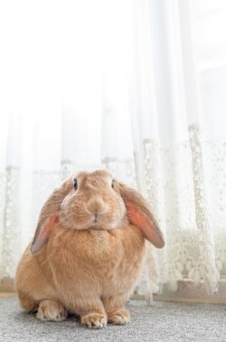 自宅で安心のウサギ