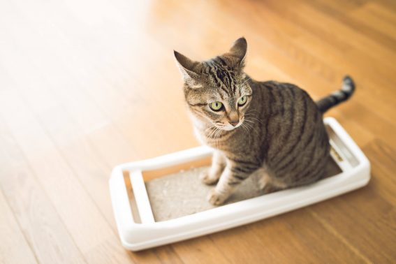 爪とぎと猫