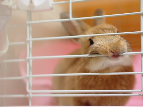ケージを噛むうさぎ