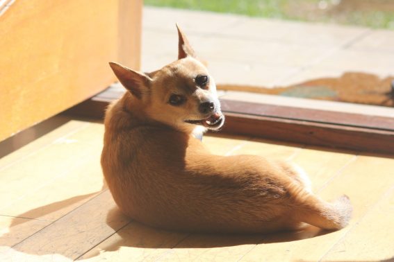 日向ぼっこする犬