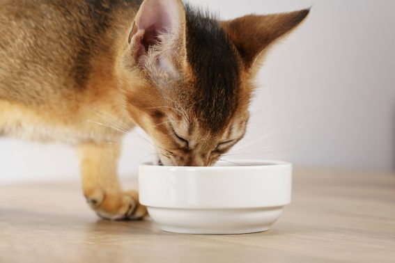 フードを食べる猫
