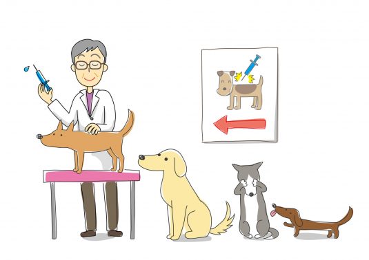 病院へ行く犬