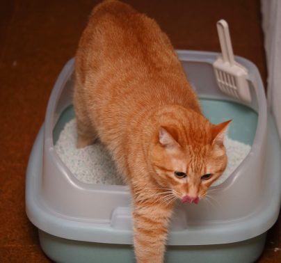 トイレした愛猫