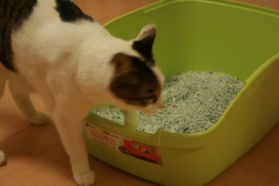 トイレに近づく猫