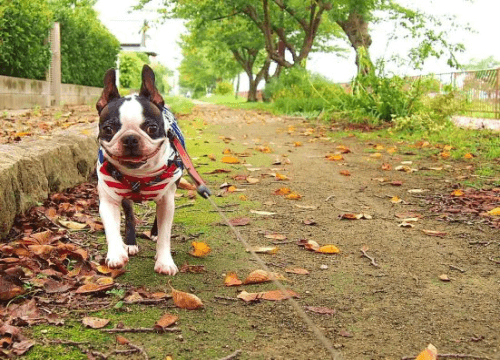 高齢・大型犬でも安心!