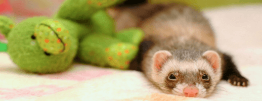 小動物・各種出張サービス