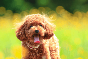 犬の散歩代行のコース