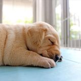 すやすや眠る子犬