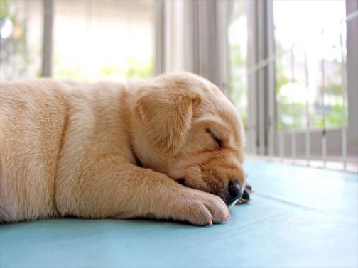初めての子犬の飼い方を相談するなら ペットシッターのアドバイス