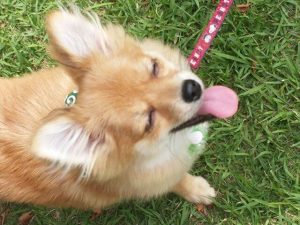 笑っている子犬