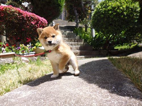 外で散歩する子犬
