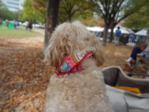 公園での愛犬の後ろ姿