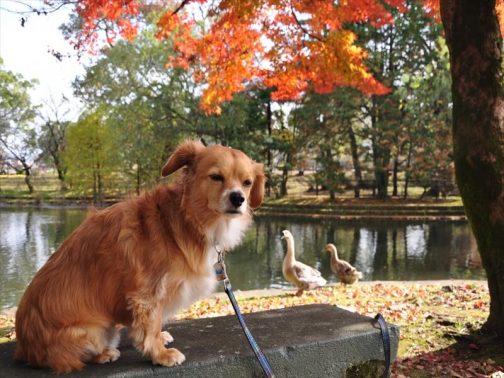 紅葉がきれいな公園と犬