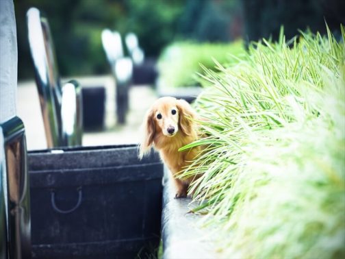 公園でカメラ目線のダックス