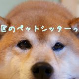 上目遣いの柴犬